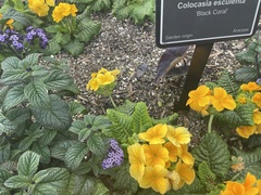 Primula × polyantha