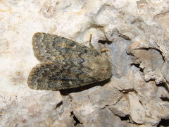 Dasypolia templi