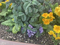 Primula × polyantha