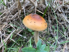 Amanita