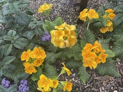 Primula × polyantha