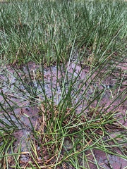 Eleocharis sphacelata