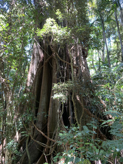 Ficus macrophylla