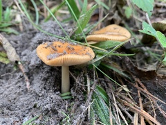 Amanita