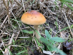 Amanita