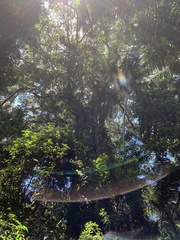 Ficus macrophylla