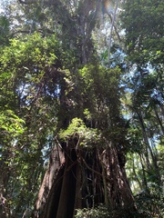 Ficus macrophylla