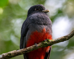 Trogon surrucura