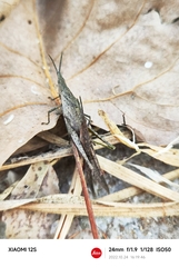 Atractomorpha sinensis