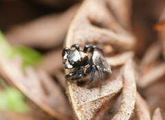 Maratus