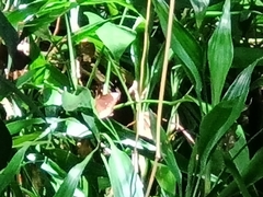 Elymnias hypermnestra