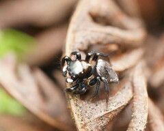 Maratus