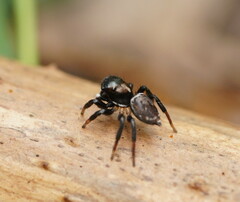 Maratus
