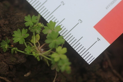 Hydrocotyle foveolata
