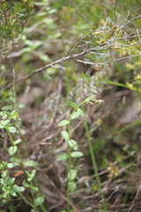 Gonocarpus tetragynus