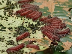 Thyrassia