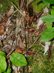 Pterostylis alobula