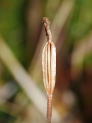Pterostylis alobula