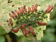 Thyrassia