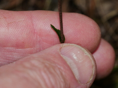 Pterostylis alobula