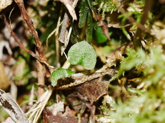 Pterostylis alobula
