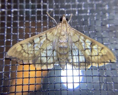 Mimorista