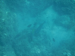 Pseudobalistes naufragium