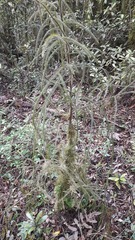 Dacrydium cupressinum