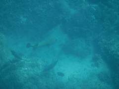 Pseudobalistes naufragium