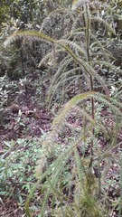 Dacrydium cupressinum