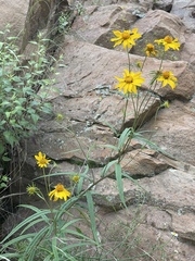 Verbesina longifolia