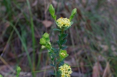 Pimelea flava flava