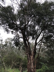 Eucalyptus botryoides
