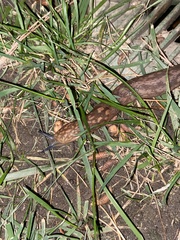 Limacus