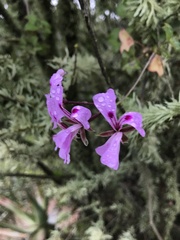 Pelargonium peltatum