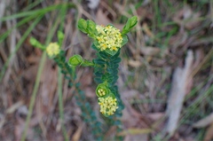 Pimelea flava flava