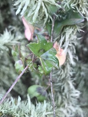 Pelargonium peltatum