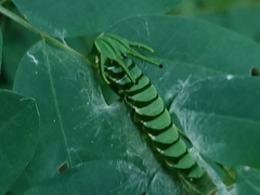 Polyura hebe