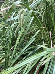 Carex fascicularis