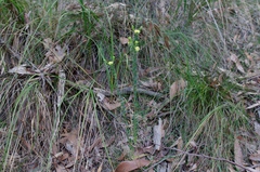 Pimelea flava flava