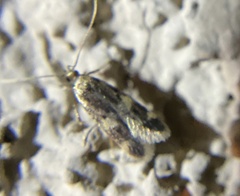 Oegoconia novimundi