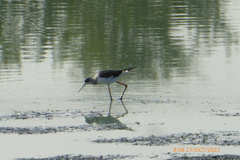 Himantopus himantopus