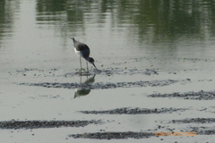 Himantopus himantopus