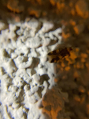 Oegoconia novimundi
