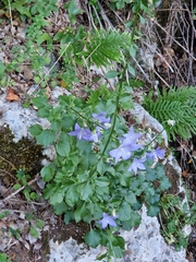 Campanula pyramidalis