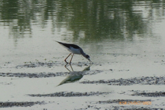 Himantopus himantopus