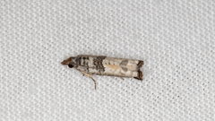 Spilonota constrictana