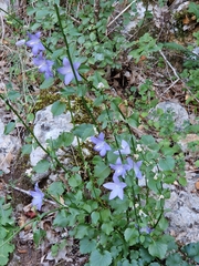 Campanula pyramidalis