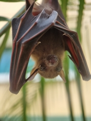 Cynopterus brachyotis