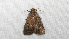 Hypoperigea tonsa